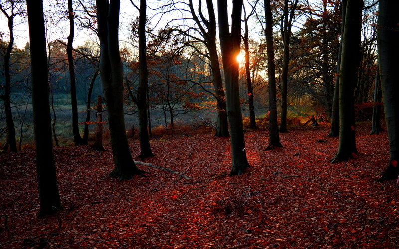 scenics - nature, sunset, nature, woodland, sunlight, non-urban scene, tranquility, tree trunk, lens flare, orange color, autumn, forest, outdoors, sun