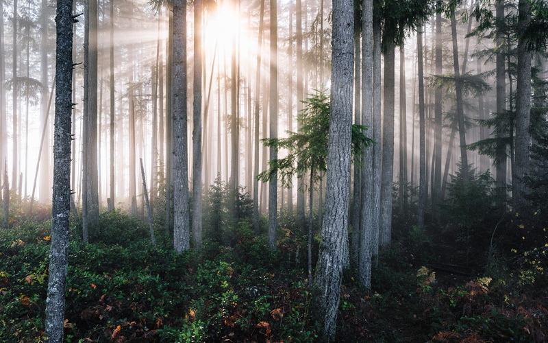 forest floor, 5K, forest, tranquil scene, morning, streaming, ever green, sun ray, land, foggy, trees, tree trunk, sunlight, scenics - nature, sun beam