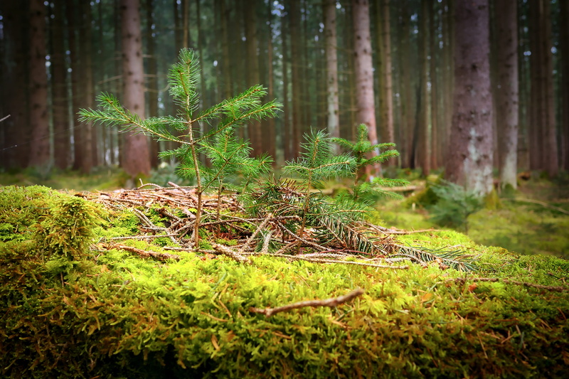 growth, glade, outdoors, woodland, no people, green color, non-urban scene, beauty in nature, pine tree, leaf, coniferous tree, forest floor, tranquil scene
