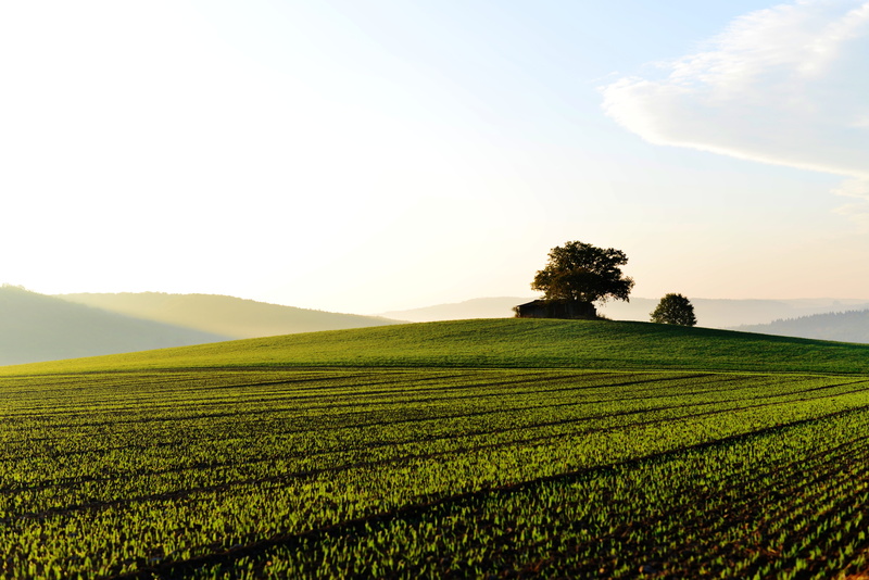 horizon, agriculture, plant, nature, sky, foggy, landscape, rural scene, grass, outdoors, arable land, environment, fog, tranquility, farm, fields, autumn