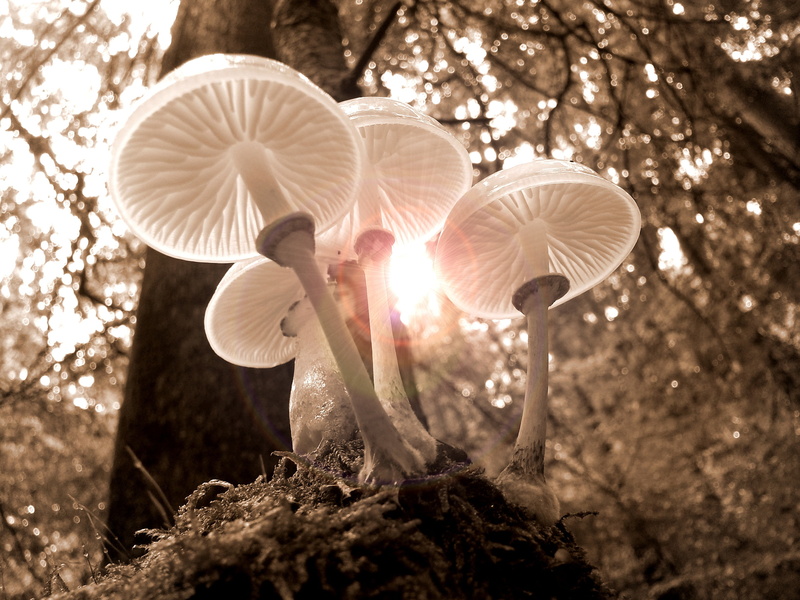 close-up, focus on foreground, vegetable, forest floor, sepia, plant, growth, mushroom, sun, 2K, four, golden autumn, mood, toadstool, beauty in nature