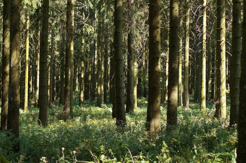 landscape, tranquility, sunlight, bamboo - plant, insight, growth, beauty in nature, land, forest, non-urban scene, tree trunk, forestry, plant, spruce