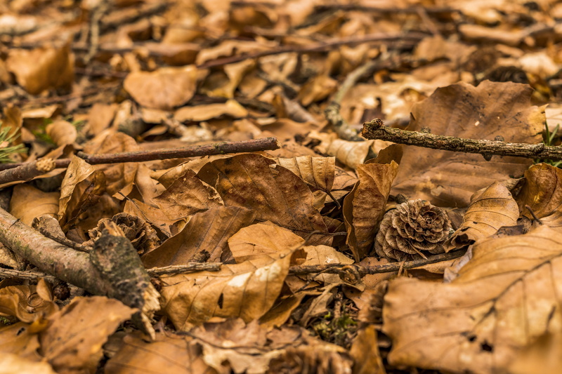 forest floor, leaves, shriveled from, pine cones, day, full frame, dried, outdoors, plant part, backgrounds, leaf, autumn, abundance, food, food and drink