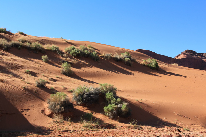 day, shriveled from, atmospheric, sand dune, tranquil scene, non-urban scene, outdoors, landscape, dune, land, environment, dune ridge, nature, scenics - nature