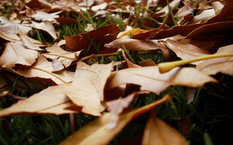 selective focus, fragility, nature, no people, vulnerability, leaf, growth, field, beauty in nature, full frame, fall, dry, land, day, plant part, grass