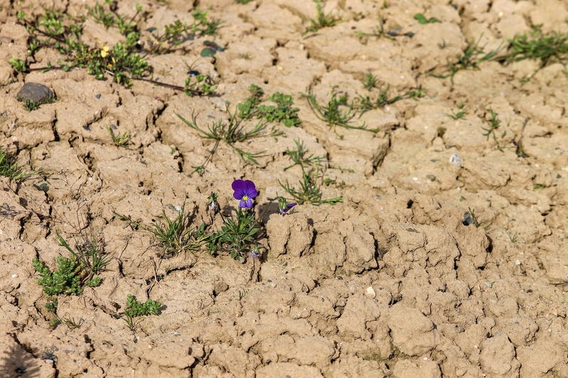 dehydrated, petaled, beauty in nature, individually, alone, climate, high angle view, flowering plant, 400–500, field, urge to live, growth, dry, lonely