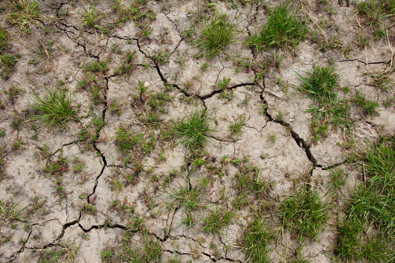 outdoors, cracked, field, day, land, devastated, Cracks, beauty in nature, lack of rain, scenics - nature, tree, global warming, Earth, arid climate, environment