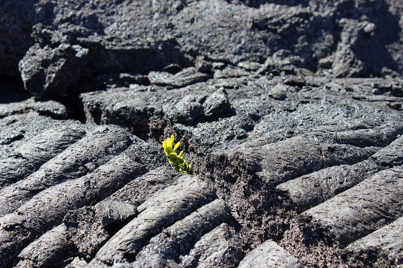 textured, leisure activity, solid, land, no people, geology, lava, nature, rock, selective focus, high angle view, fissure, lifestyles, rock formation