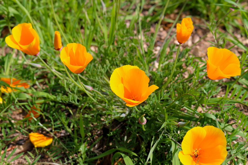 yellow, wildfire, regrowth, wildflower, crocus, poppy, orange color, scorched, flower head, plant, land, growth, field, leaf, color, blooming, fragility