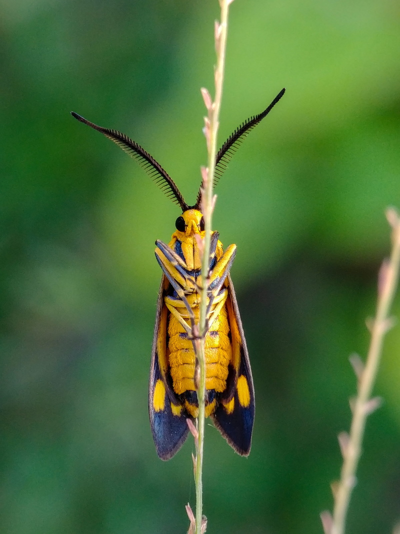 natural, animal themes, butterfly - insect, the park, 4K, focus on foreground, insect, wing, flowering plant, pollination, animal wildlife, insects, nature