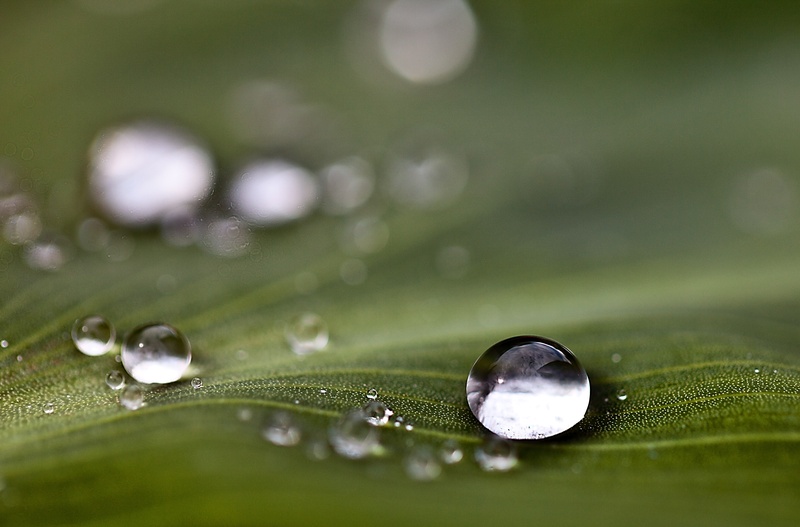 rosa, rain, extreme close-up, drop, drops of water, close-up, leaf texture, green color, no people, reflections, shadows, leaf, outdoors, selective focus