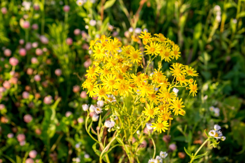 nature, colorful, focus on foreground, outdoors, summer, beauty in nature, botanica, the substrate, freshness, botany, flowering plant, fragility, flora