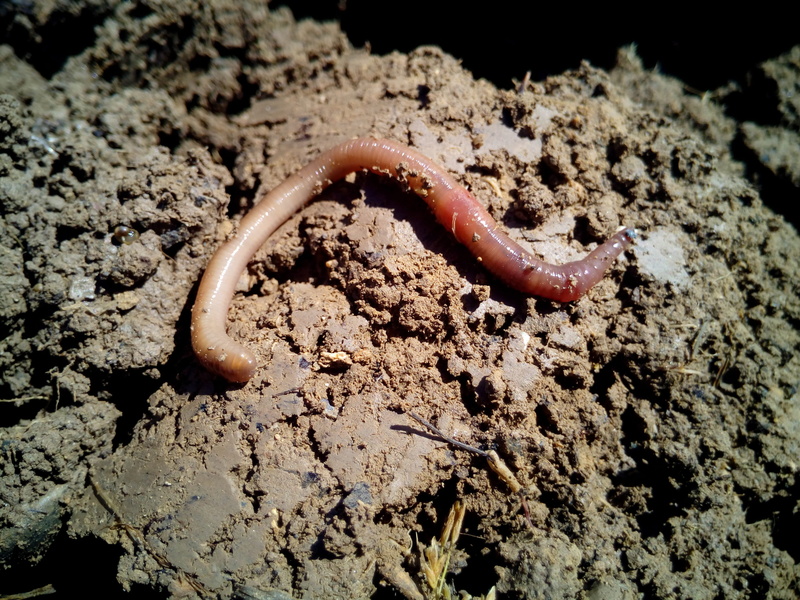 no people, Worms, Worm, Earth, marine, snake, animal themes, reptile, poisonous, substrate, land, pay, dirt, humus, moisture, one animal, solid, nutrients