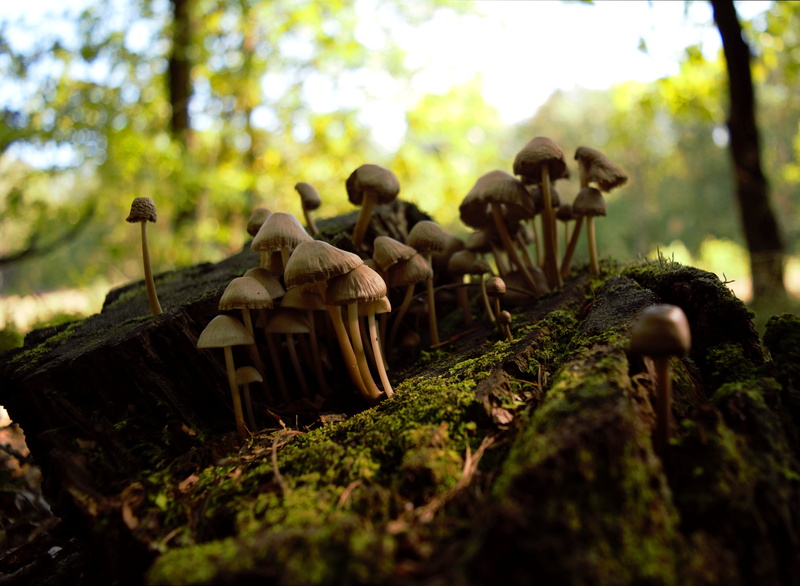 autumn weather, trunk, mossy, wood - material, litter, autumn, lesny, poland, solar, forest litter, day, nature, non-urban scene, stump, no people, beauty