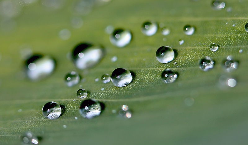 raindrop, purity, close-up, rosa, cannae divided leaf, plant part, beauty in nature, fragility, plant, the surface of the leaf, after the rain, 2K, shadows