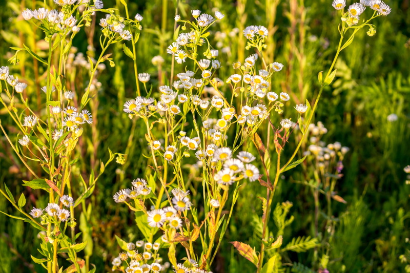 field, day, nature, beautiful, flower head, growth, flowers, white, sunlight, botanica, plants, background, yellow, drug, close-up, 5K, flowering plant