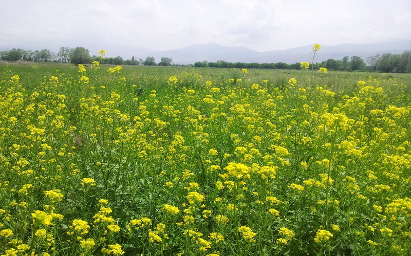 flowers, became, support, flower, 2K, mustard, bees, good, famine