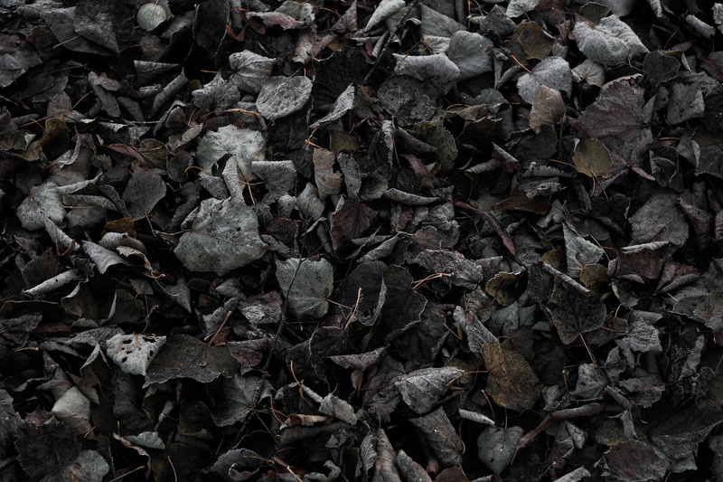 cold, ground, nature, leaves, texture, dark, 2K, fall