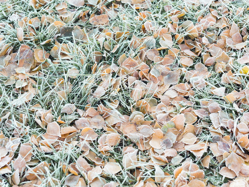 fall, 2K, nature, grass, frost, texture, cold, leaves, ground