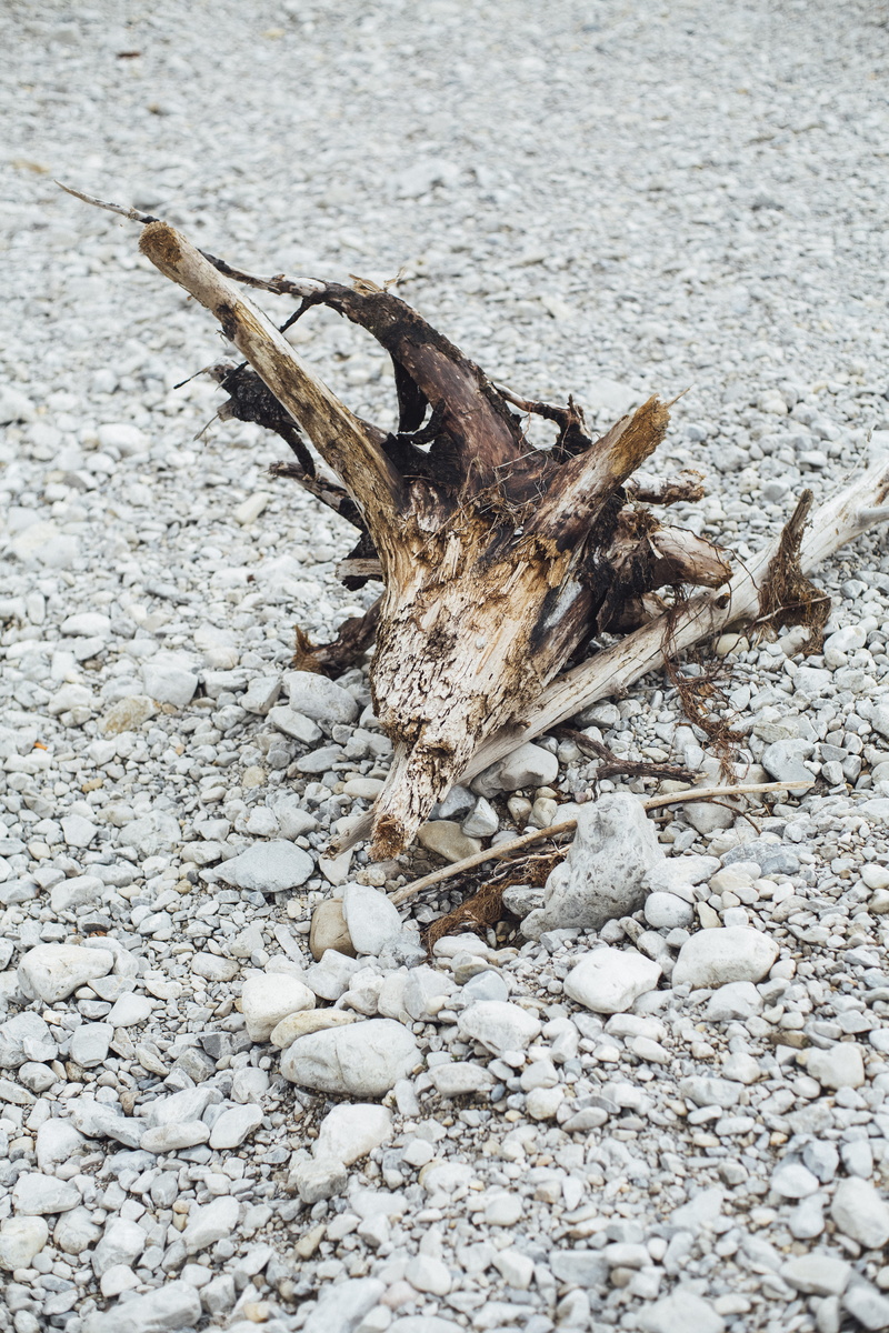 day, driftwood, close-up, soil, season, dry, dirty, roots, gravel, one animal, winter, animal, wood, land, cold temperature, rocks, bone, tree, sand, pattern