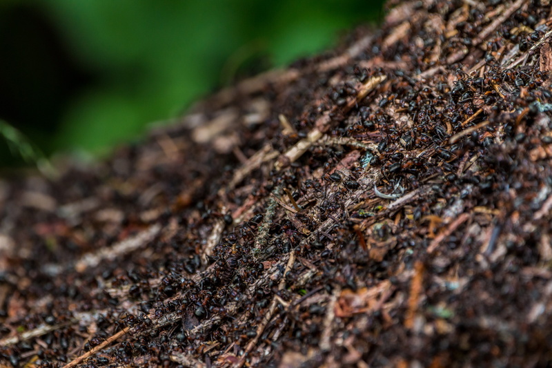tree, moss, bark, animal wildlife, close, textured, forest ant hill, land, day, crawl, outdoors, animal themes, no people, close-up, selective focus, animals in the wild