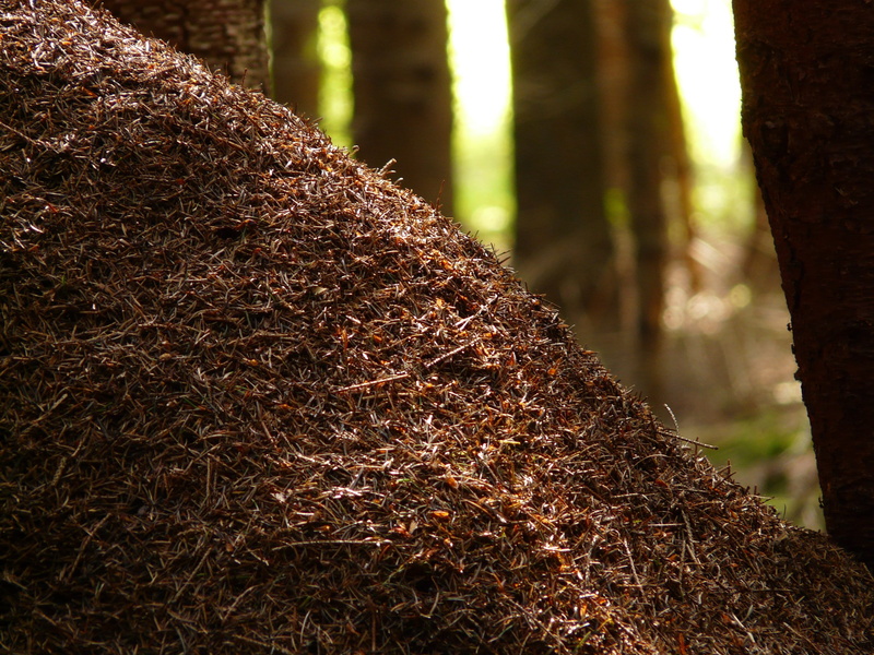 animal themes, Formica, no people, growth, focus on foreground, trunk, one animal, 2K, forest, outdoors, tree trunk, red wood ant, tree, Wood Ants, close-up