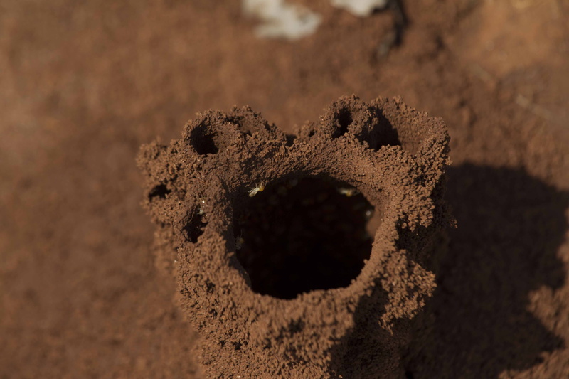 anthropomorphic, creativity, close-up, outdoors, anthill, shape, nature, termite, 4K, focus on foreground, dirt, earth, animal, sweet food, ant-hill, colony