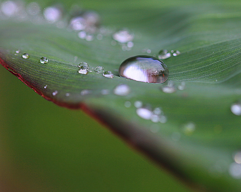 spherical, rain drops, gloss, substrate, reflection, focus, plant, green color, wet, drops of water, rosa, water, macro, rainy season, blade of grass, droplets