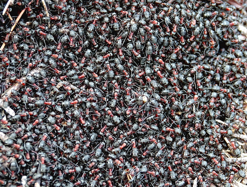 animal themes, large group of objects, invertebrate, animal wildlife, animals in the wild, beautiful, ants, still life, abundance, no people, thread, 2K