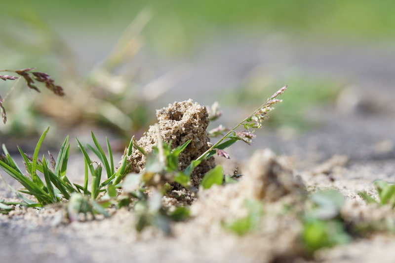 growth, plant, green color, day, 4K, tranquility, vulnerability, outdoors, flower, land, close-up, field, selective focus, grass, ant hill, beauty in nature