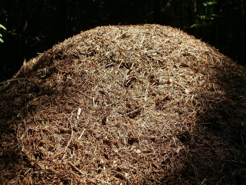 animals, field, environment, steinbachtal, wildlife, 2K, tranquility, focus on foreground, dry, day, bale, small, ant hill, insect, nature, ants, straw
