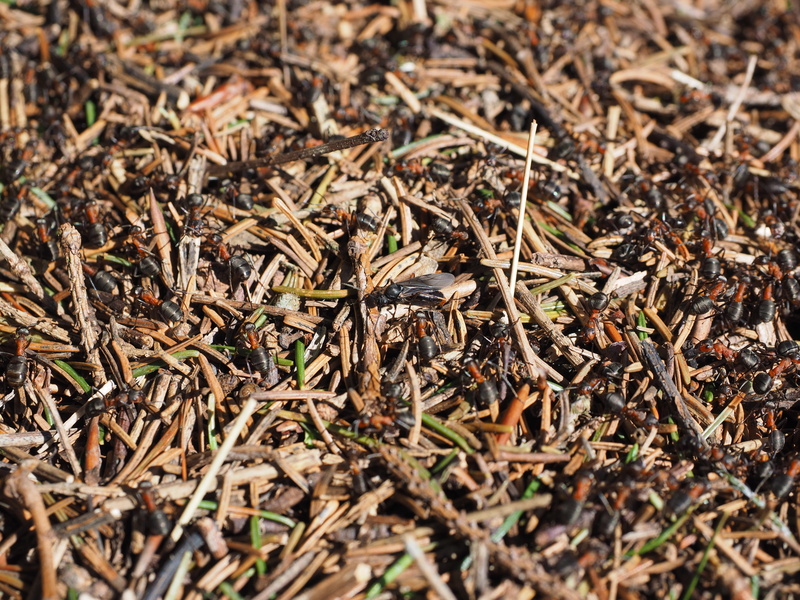 ants, wood ants, nature, wedding flight, dry, high angle view, ant population, ant hill, animal themes, full frame, plant part, close-up, males, land, animal