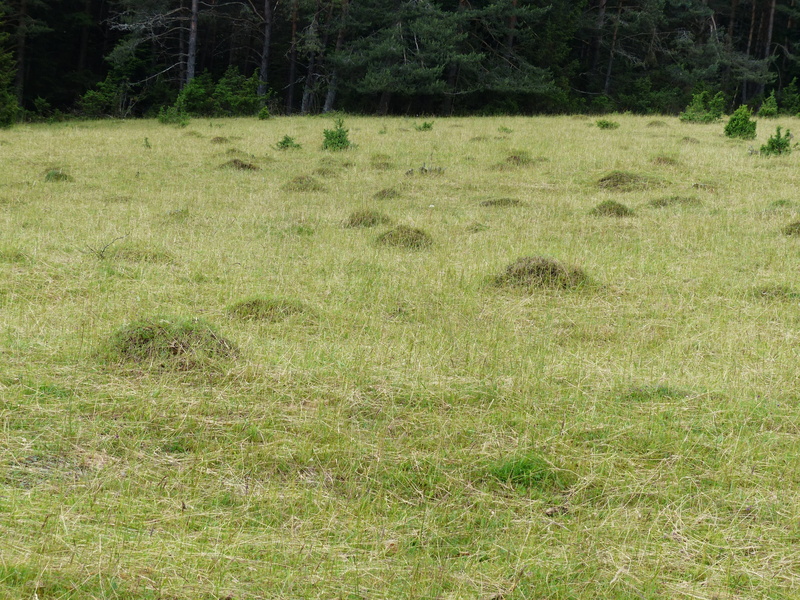 plant, ant hill, nature, no people, scenics - nature, anthill, day, animal, field, outdoors, tree, mammal, non-urban scene, beauty in nature, rush, meadow ants