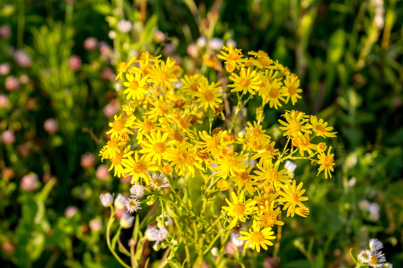 flowers, flora, botanica, vulnerability, chamomile, focus on foreground, beauty in nature, freshness, bright, no people, close-up, garden, flowering plant