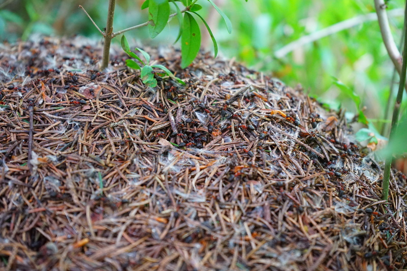 green color, selective focus, ant, plant part, outdoors, tree, forest, field, crawl, dry, nature, build, formica polyctena, Ant Hill, plant, forest ant hill