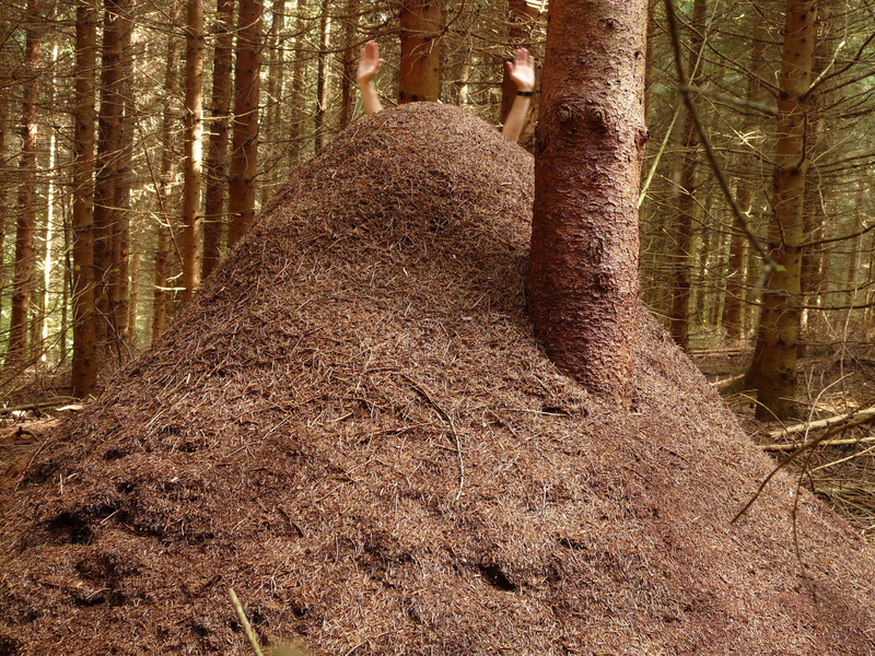 no people, forest, trunk, tree trunk, tranquility, scenics - nature, wood ant, day, formica polyctena, growth, huge hill, red wood ant, forest ant hill