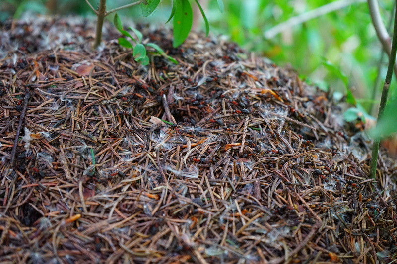 invertebrate, brown, plant, ant population, plant part, beauty in nature, construction material, selective focus, green Color, animal themes, day, crawl