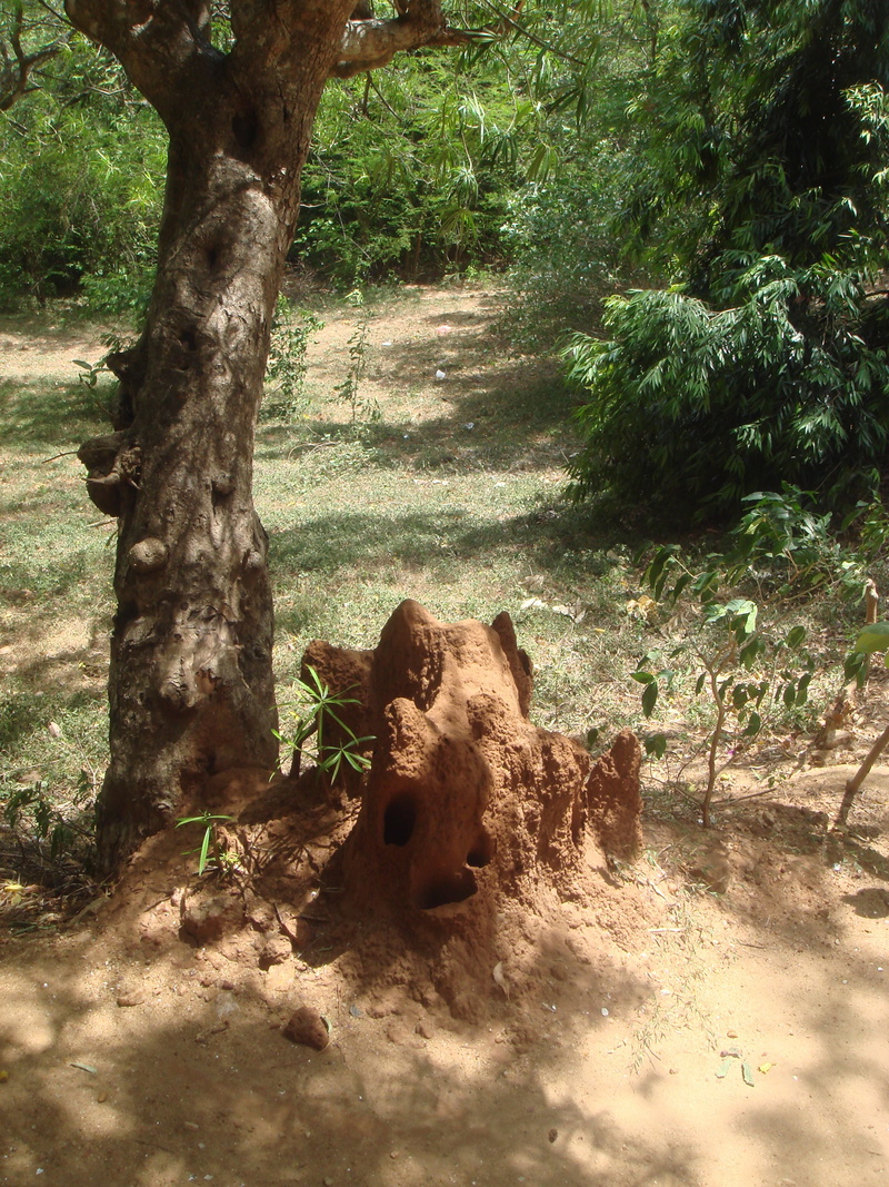 mammal, branch, land, termite, organic, ant hill, plant, sri lanka, trunk, tree, animal, animal wildlife, sunlight, tree trunk, forest, insects, growth
