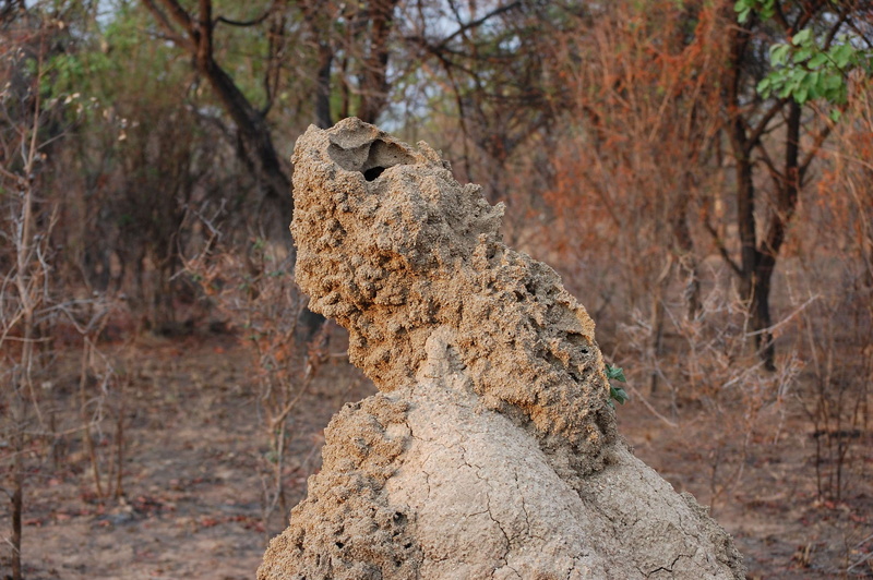 ant hill, 2K
