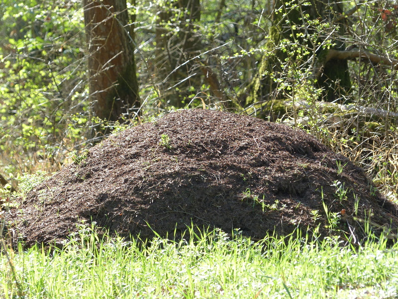 ant hill, trunk, forest, animal themes, red waldameisen, 4K, land, herbivorous, nature, crawl, tranquility, forest ant hill, wood ants, day, tree trunk