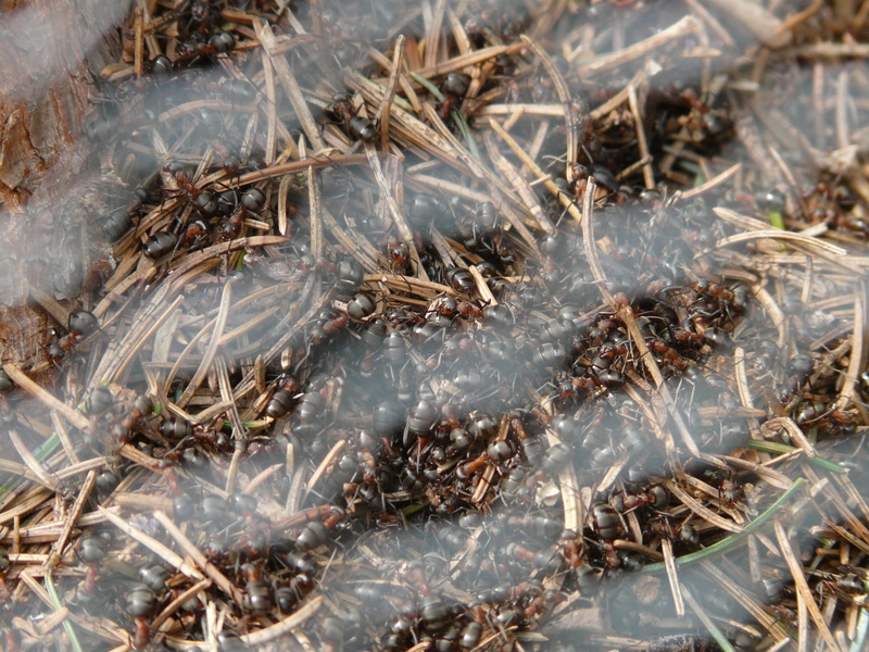 large group of animals, group of animals, full frame, invertebrate, fish, close-up, high angle view, animal wildlife, ant hill, marine, grid, animals in the wild