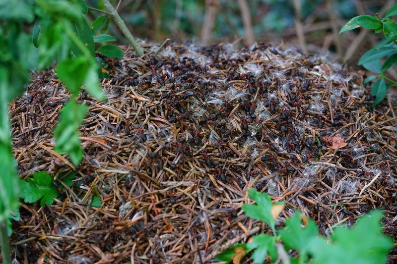 forest, growth, animal themes, day, nature, Ant Hill, 5K, land, grass, field, Wood Ants, wood, forest ant hill, invertebrate, plant, high angle view, red waldameisen