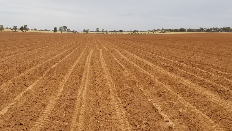 crop, sky, scenics - nature, rural scene, field, potatoes, day, soil, landscape, land, red soil, harvesting, cereal plant, plant, nature, red, outdoors