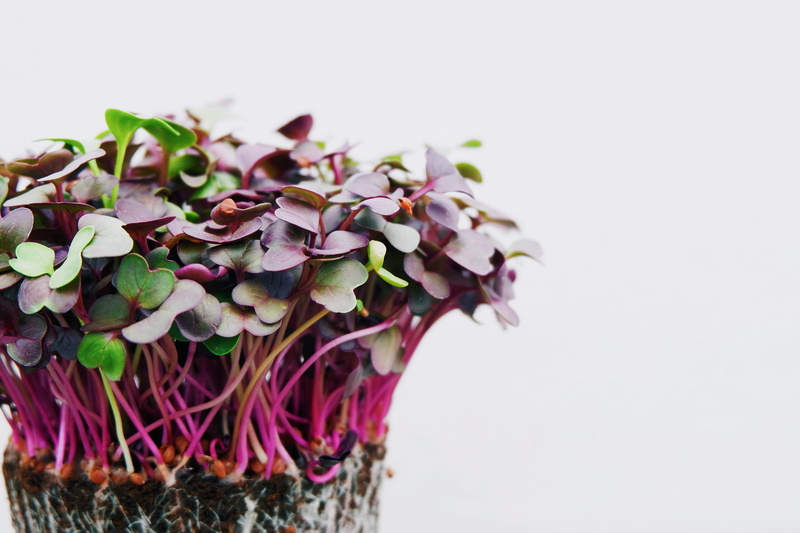 eat, food, freshness, flower Pot, fresh, growth, cress, gardening, flower Head, soil, multi Colored, summer, leaf, healthy, vase, radish, bouquet, no People
