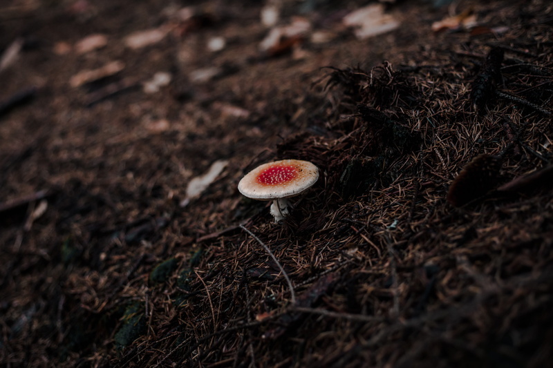 growth, arachnid, food, toadstool, fungus, invertebrate, tarantula, amanita, fly agaric mushroom, field, outdoors, weed, insect, algaric, photo, plant