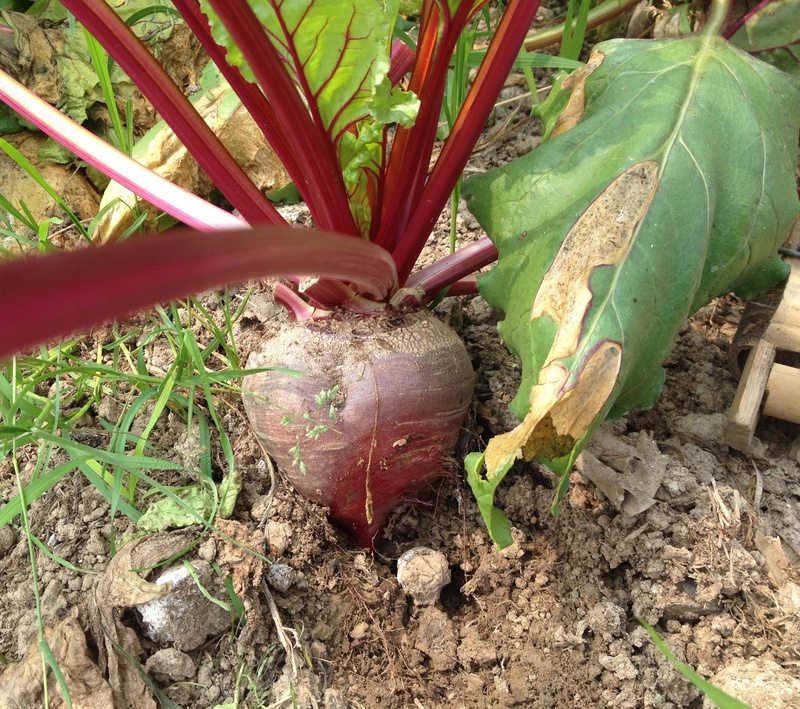 dirt, beet root, farm, high angle view, garden, no people, soil, healthy, 2K, beauty in nature, outdoors, leaf, close-up, vegetable, day, plant part, green color