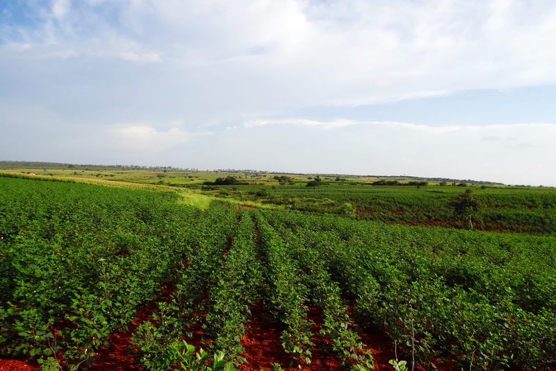 blue sky, Maize, cloud - sky, Cotton, environment, india, 4K, growth, day, no people, rural scene, Valley, tranquil scene, field, ranebennur, land, agriculture