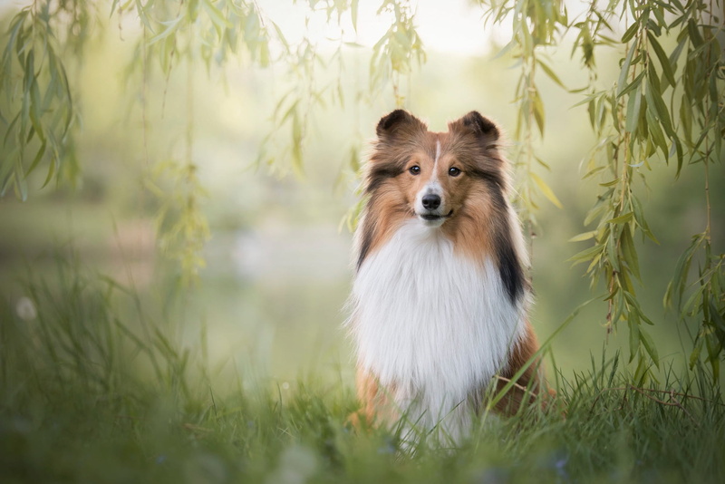 grass, 1080P, baby, look, face, green, nature, branches, sitting, summer, puppy, dog, pose, collie, leaves, background, red