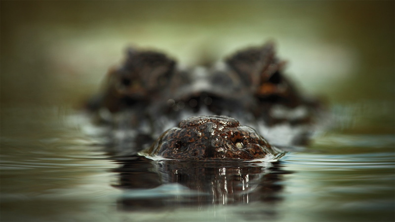sea, reflection, Dangerous, Scary, one animal, Water, no people, outdoors, underwater, nature, day, Face, animal themes, reptile, animal head, marine, Crocodile