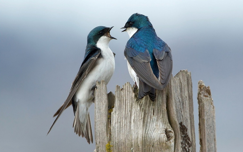 post, no people, nature, outdoors, animal, beak, animals, perching, sky, 1080P, day, vertebrate, blue, group of animals, animal themes, animals in the wild